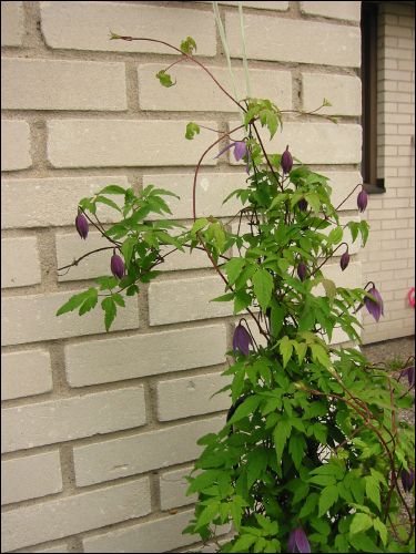 Klematisen utanfr garaget. Den blev angripen av stora feta ckliga grna larver nr vi var bortresta i 1 vecka. Nr vi kom hem fanns inte ett blad kvar.