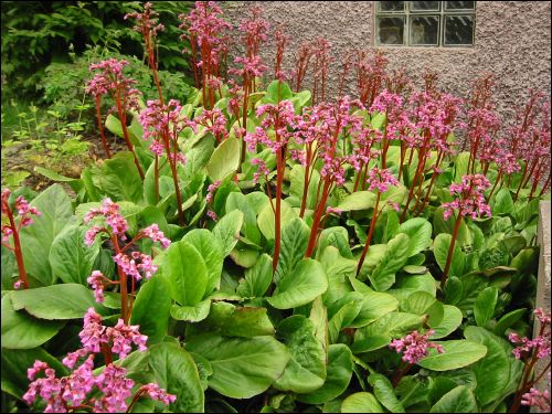 Bergenia vxer p en av mina slnter. Den r fin s lnge den blommar och efter man tagit bort vissna stngslar.