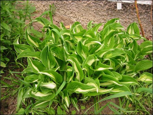 Hosta Brofunkia.