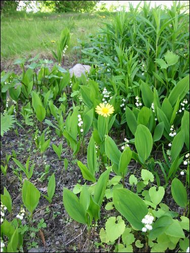 Liten gul blomma som jag inte har en aning om vad det r. Liljekonvaljerna syns ocks i bild.