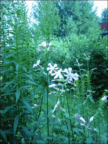 Och nu blommar den, ngon som vet vad det r?