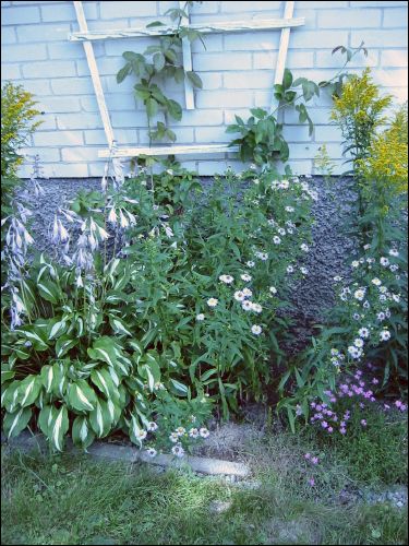 Lite trngt i rabatten. Min hosta i full blom. Bakom den en ros jag trodde var stendd och brevid vxer en hg bl blomma som jag inte vet vad den heter.